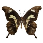 PAPILIO HESPERUS